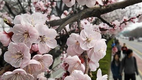 연인·가족과 봄나들이 하기 좋은 봄꽃길은?