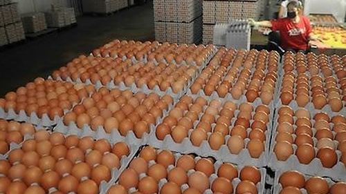 달걀값 폭락에도 대기업 브랜드 '요지부동'…왜?