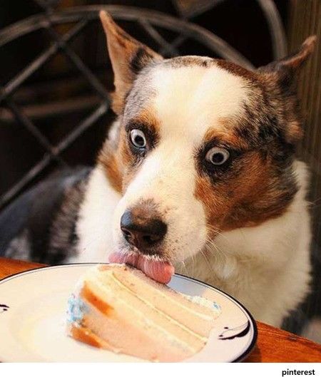 '케이크 처음 먹는 개'…주인님, 앞으로 자주 사주세요