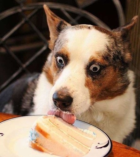 케이크 처음 먹은 개…'환상적인 맛, 홀딱 반하겠어!'