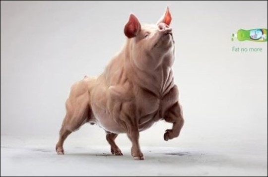 보디빌더 돼지, 울끈불끈 근육의 비결 공개…'폭소'
