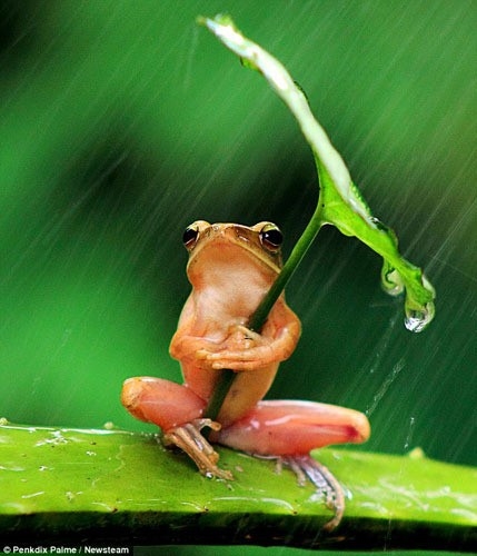 '똑똑하네' 우산 쓴 개구리 사진 화제…표정도 '예술'