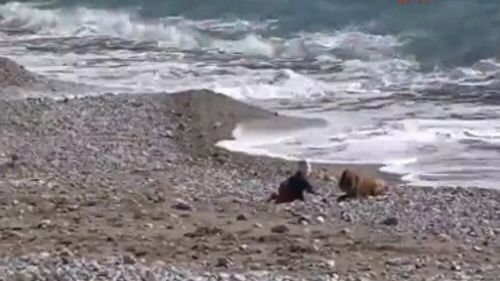 '위험 천만했던 순간…' 바다로 향하던 아기 구한 개 '화제'