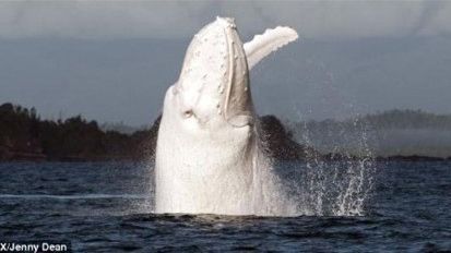 아름다운 자태 지닌 흰고래 '미갈루' 포착 '그러나…'