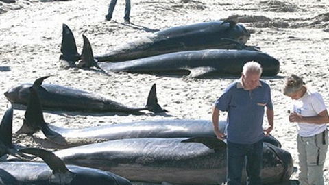스페인 고래 떼죽음, 우두머리 죽음에 집단 자살?