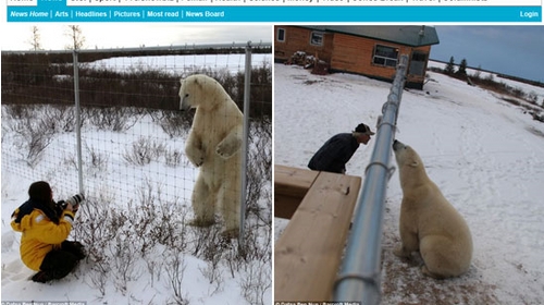 1m 앞 거대 북극곰, 일어서니 '2m'…"무서운 동물 맞구나"