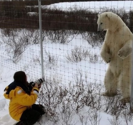 1m 앞 거대 북극곰, 철조망 건너편에 선 곰의 표정은…