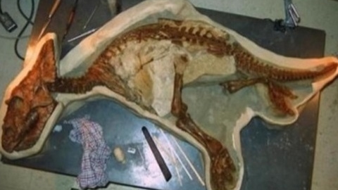 아기공룡 화석 발견…"상태 양호해 좋은 연구자료 될 것"