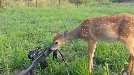 사격수를 녹인 아기 사슴 "날 쏘지마"…훈훈한 모습