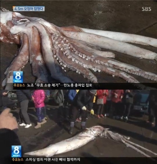 4.5m 대왕 오징어, 무게는 100kg…헐값에 팔려