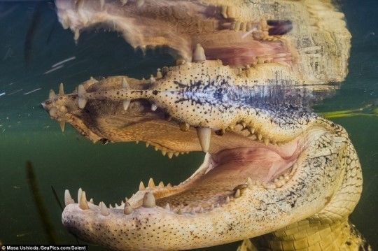 거대 악어 포착 '몸 길이는 3m, 이빨도 무시무시해!'