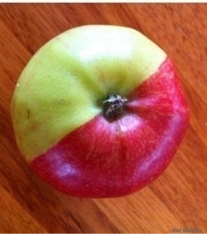 돌연변이 사과 '반은 빨강, 반은 초록' 두 얼굴의 사과