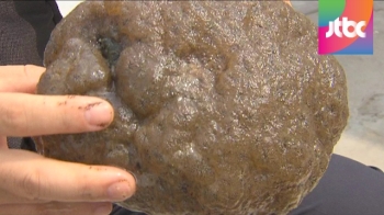 [4대강 수중취재] 남한강 복판서 발견된 큰빗이끼벌레