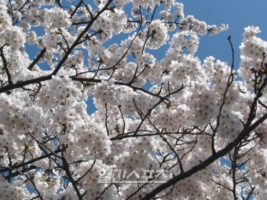 봄꽃 개화 시기, 평년보다 사흘 빨라...봄꽃축제 눈 앞
