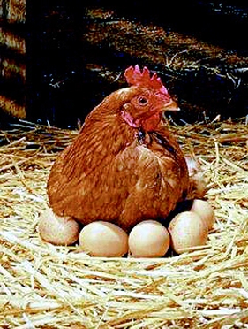 구구데이 뜻 '불러 모아 닭·계란 먹는 날'…농림부서 지정