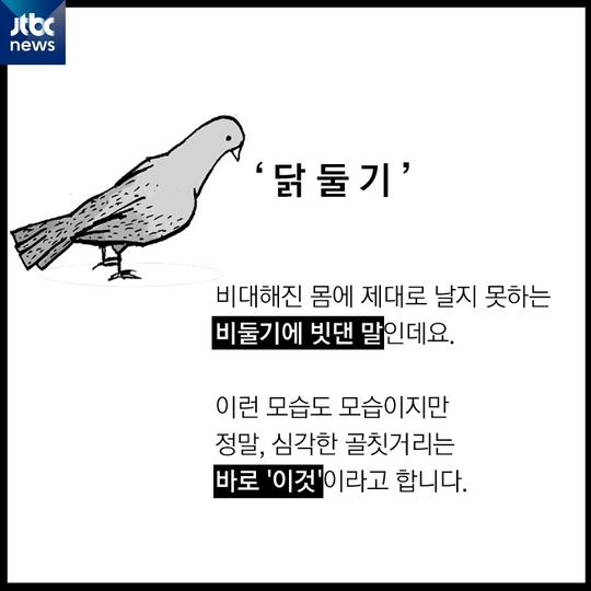 [카드뉴스] 비대해진 몸…'닭둘기'의 습격