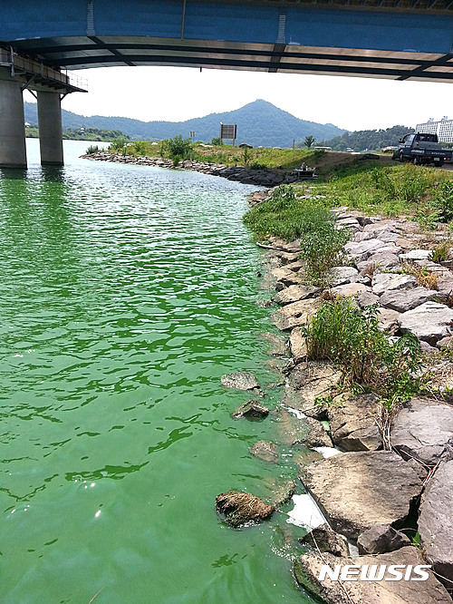 폭염에 절정 치닫는 '영산강 녹조'…해결책 마련 시급