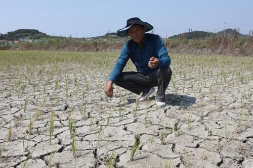 "기우제라도 올려야 할 상황"…가뭄에 전국이 탄다