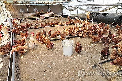 방목형 김제 산란계 농장서도 살충제 검출…"인근 논 유입 추정"
