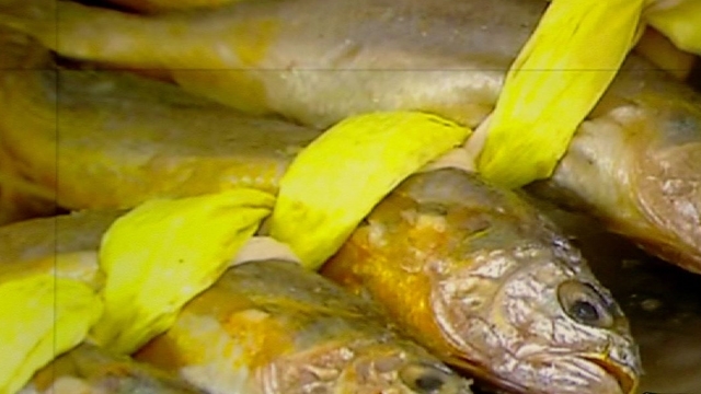 어획 급감한 국민 생선 '참조기'…양식으로 되살린다