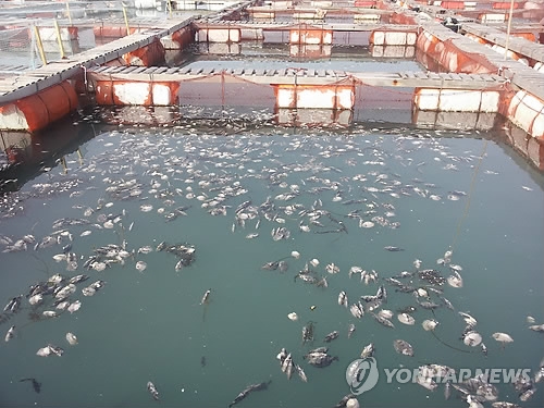 '어류도 추위 피해 이동'…한파에 전남 양식어장 비상