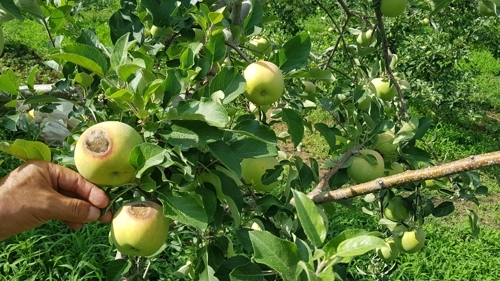 추석 차례상에 못쓰는 사과 주렁주렁…폭염·가뭄에 속타는 농민