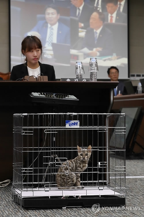 [국감현장] 총리실 대상 정무위 국감에 '벵갈 고양이' 깜짝 등장