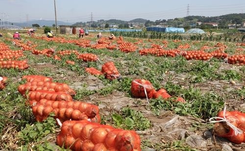 "양파가격 70%가 유통비용"…농축산물 유통구조 개선 시급