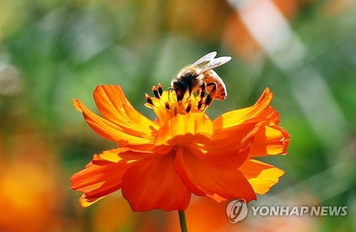 농약사용·기후변화로 꿀벌·개미류 급격히 사라진다