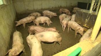 비상 걸린 돼지농가…잔반사료·야생멧돼지엔 '무방비'