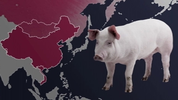 전 세계 비상 걸린 '아프리카 돼지열병'…우리 대비는?