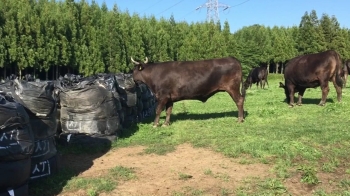 검은 봉지 수백개…터져나온 '방사성 흙'에 몸 부비는 소들