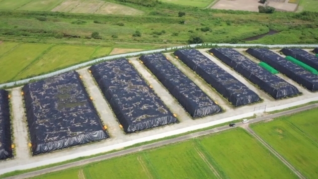 후쿠시마 오염토에 몸 비비는 소…오염토 섞어 농사 실험도