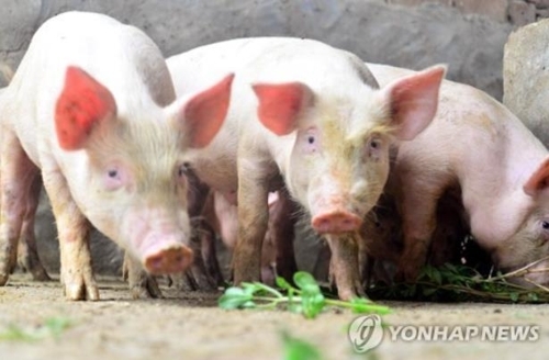 8월에 값 47% 폭등…중국 큰 고민, 무역전쟁보다 '돼지고기 파동'