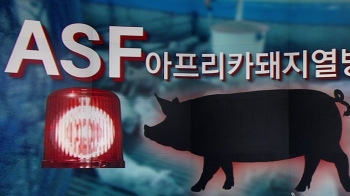 총력 방역에도 결국 뚫린 돼지열병…"살처분·이동중지"