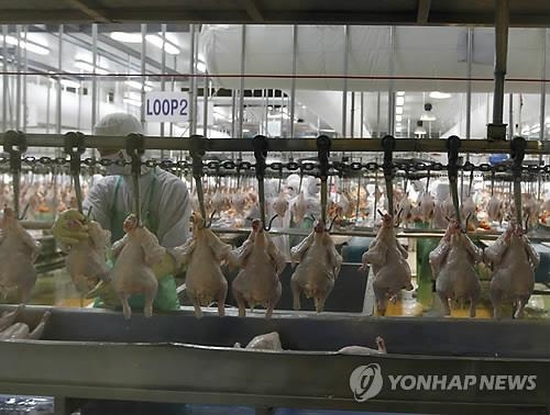돼지열병 강타한 중국에 태국 닭고기 수출 8배 폭증