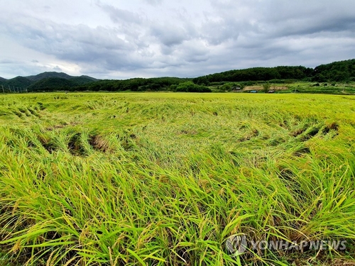 "태풍 피해로 쌀 생산량 6만∼10만t 감소…수급 균형 이룰 듯"
