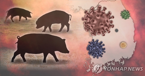철원·파주 멧돼지 폐사체서 돼지열병 바이러스…총 22건