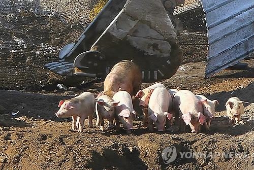 구제역·AI에 돼지열병…지자체 "더는 묻을 곳 없다" 아우성