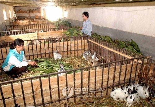 북한, 토끼 콕시디움병 방역 강조…돼지열병 언급은 없어