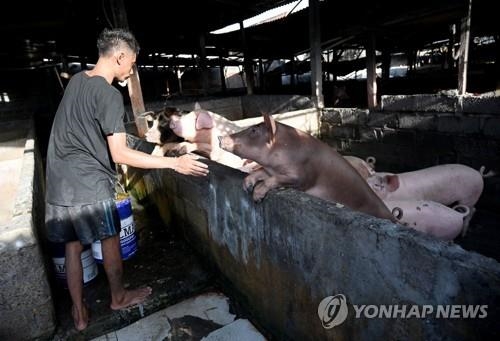 인도네시아 발리섬에 아프리카돼지열병…1천여 마리 폐사