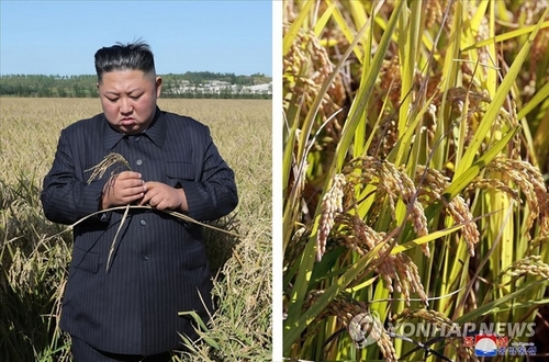 위성영상 판독해보니 북한 벼 재배면적 56만㏊…한국 76%