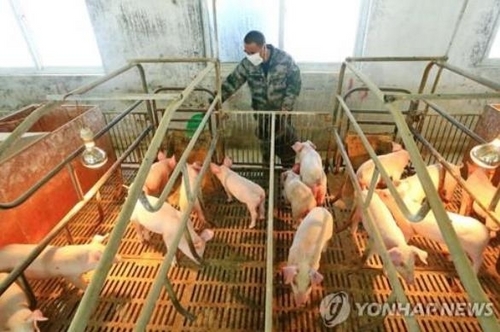 '코로나19 발원지' 중국 후베이 멧돼지서 아프리카돼지열병 확인
