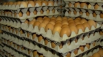전국 1400여개 계란 농장 전수조사…오늘부터 결과 발표