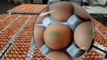 계란에 찍힌 고유번호 보면 알 수 있다…구별 방법은?