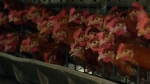 A4 한 장 크기 공간에 갇힌 닭들…살충제 부르는 닭장