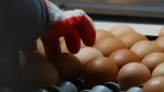 문제 키우는 복잡한 유통경로…계란 집하장 확대해야