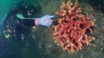 자취 감췄던 멸종위기 '유착나무돌산호' 다도해서 발견