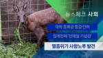 [뉴스체크｜사회] 멸종위기 사향노루 발견