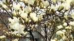 꽃망울 터뜨린 목련과 개나리…봄 향기 가득한 제주